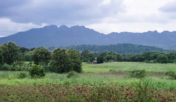Zelené Rýžové Pole Horským Pozadím Pod Zamračenou Oblohou Dešti Období — Stock fotografie