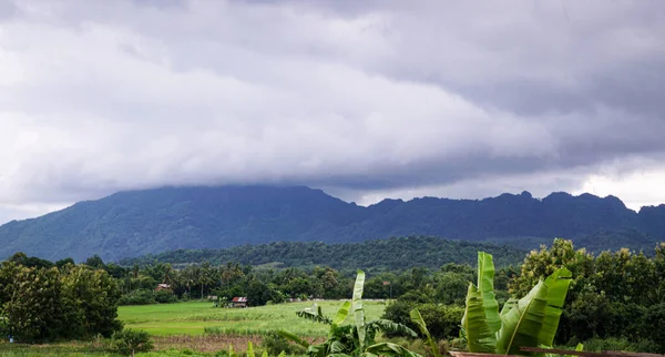Zelené Rýžové Pole Horským Pozadím Pod Zamračenou Oblohou Dešti Období — Stock fotografie