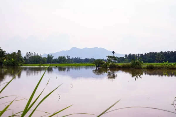 连日暴雨后 农村稻田被淹 — 图库照片