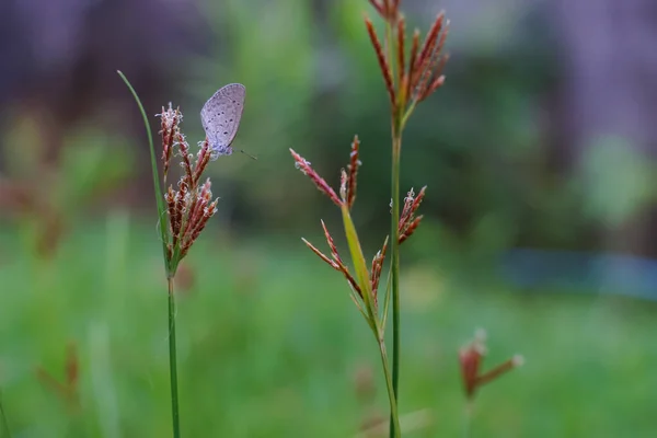 Uma Pequena Borboleta Empoleirada Uma Flor — Fotografia de Stock