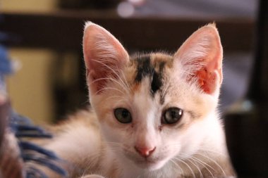 Native Indian Kitten stunned to see my click pics, Shot on Cannon 80D