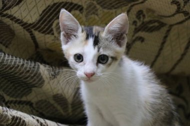 Native Indian Kitten stunned to see my click pics, Shot on Cannon 80D