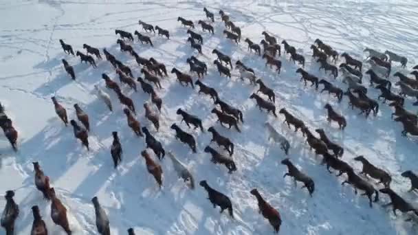 Aerial upwards incredible herd of horses equine run across snowy winter north epic steppe field. Wild animals free grazing. Strength, might emotional abstract wildlife movie. Countryside landscape. 4k