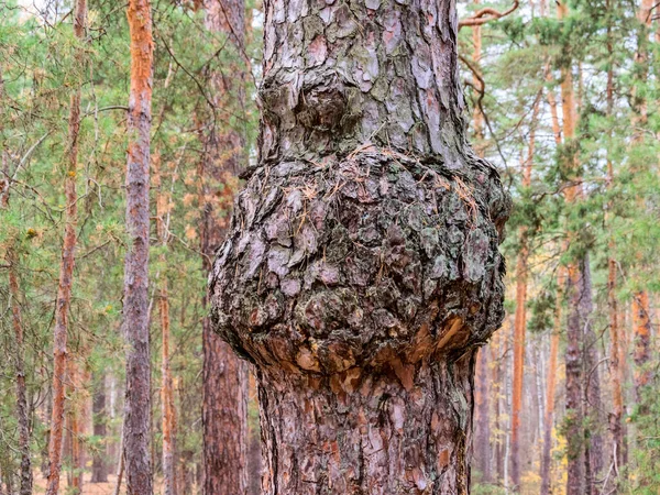 一棵松树 生长着奇怪的矮树 俄罗斯中部的秋林 — 图库照片