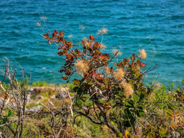 Arbusto Com Pinho Folhas Coloridas Fundo Azul Mar Foco Suave — Fotografia de Stock