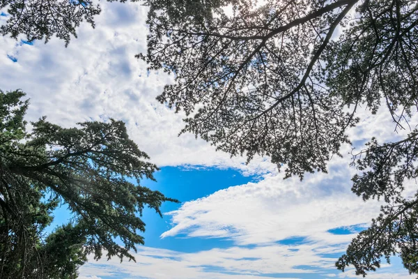 Konturer Ett Barrträd Gren Mot Blå Himmel Med Vita Moln — Stockfoto