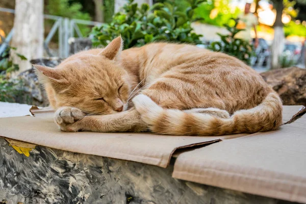 Gato Rojo Perdido Durmiendo Parapeto Calle Boke — Foto de Stock