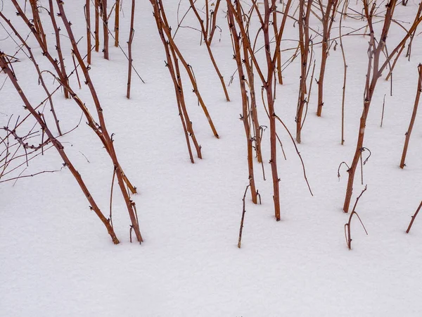 Kardan Sarkan Çalılar — Stok fotoğraf