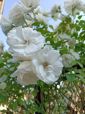 Bahçedeki güzel beyaz çiçekler