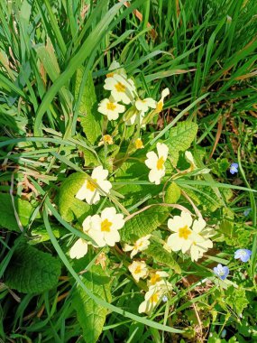Bahçedeki güzel çiçekler