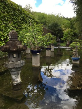 Very nice Bonzai above the water