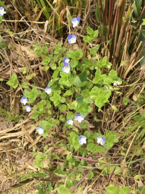 Bahçedeki güzel çiçekler