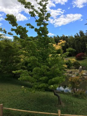 An original little tree in a nice parc