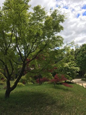 nice parc with nice trees