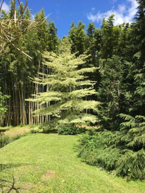 Ormanın güzel manzarası