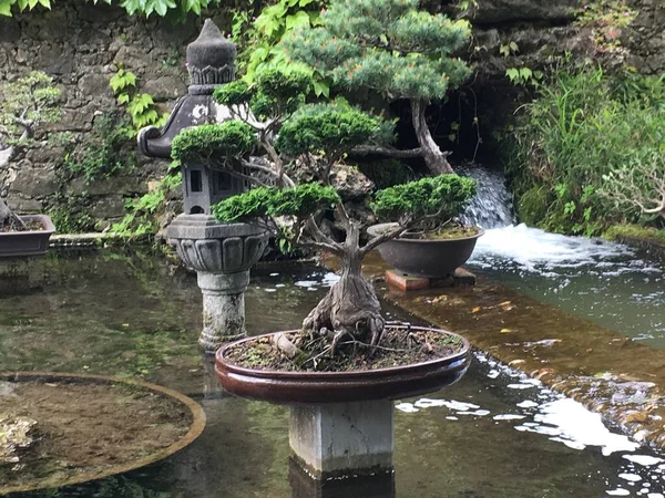 Güzel botanik fotoğrafı, doğal duvar kağıdı.