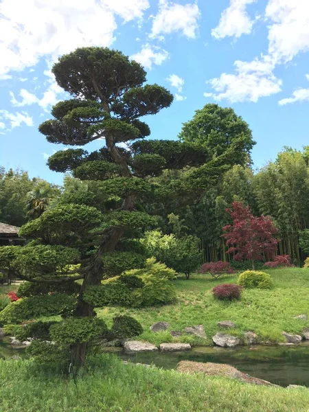 Güzel botanik fotoğrafı, doğal duvar kağıdı.