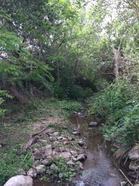 Ormanda şelalesi olan güzel bir manzara.