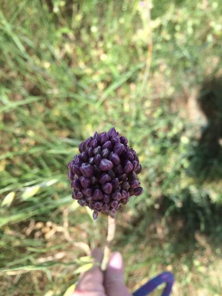 close up of a bunch of purple and green plants