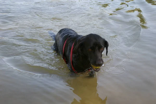 dog in the water