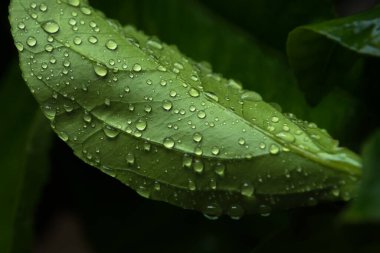 Suya çiğ damlaları damlayan yeşil yaprak