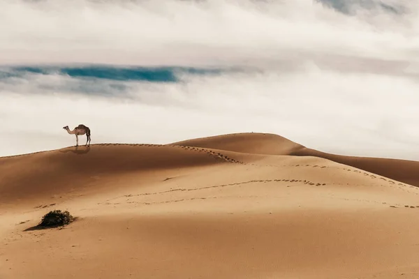 Sand Dunes Camel Desert Landscape Beautiful Sunset Sahara Namibia Africa — Foto de Stock