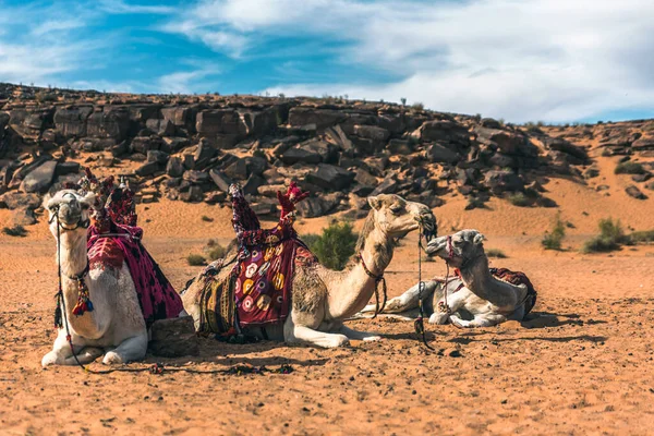 砂漠のラクダは — ストック写真