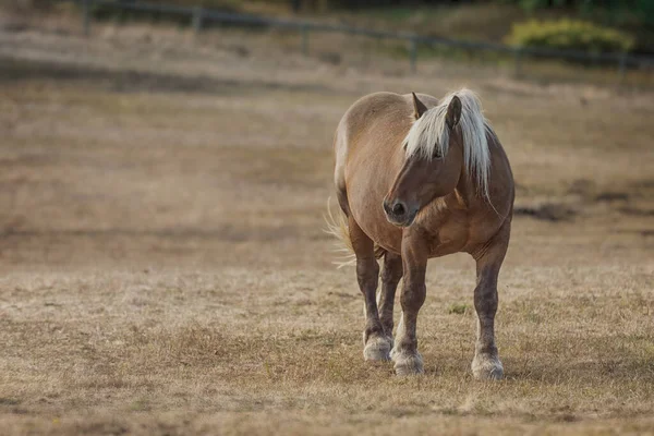 Eine Schöne Aufnahme Eines Pferdes Auf Einem Feld — Stockfoto