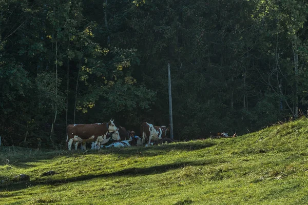 Een Kudde Koeien Die Grazen Groene Weide — Stockfoto