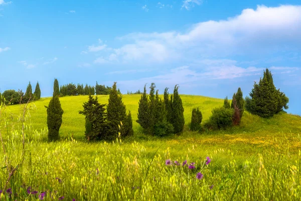 Beautiful Landscape Field Green Grass Blue Sky — Stock Photo, Image