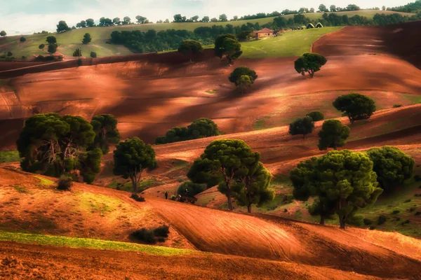Beautiful Landscape Field Wheat Rolling Hills — Foto Stock