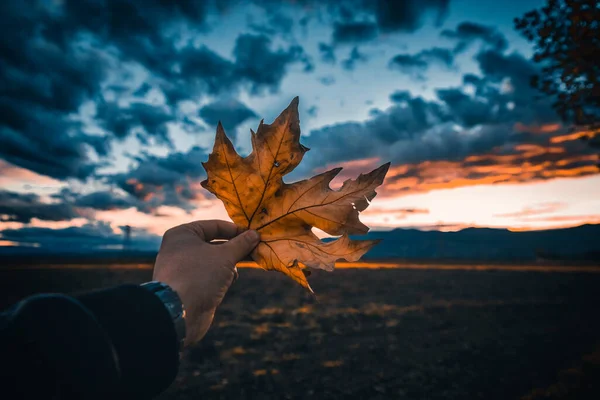 Hand Holding Leaf Background Autumn Forest — Stock Photo, Image