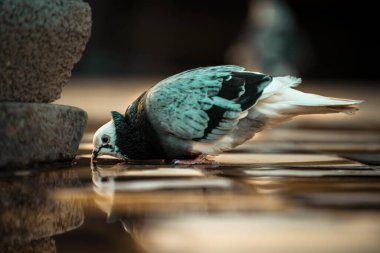 Şirin bir kuşun yakın plan fotoğrafı.