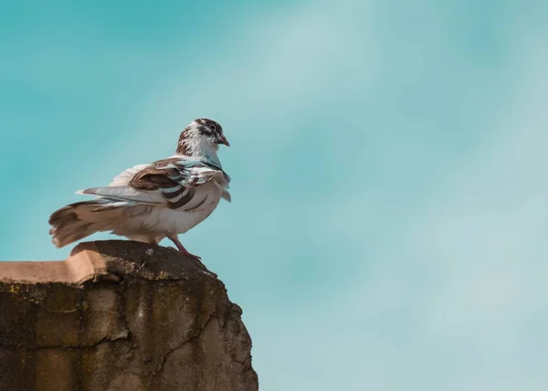 Oiseau Sur Rocher — Photo