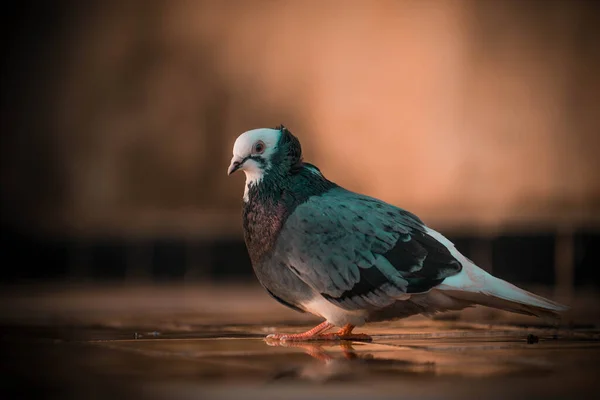 Gros Plan Beau Pigeon — Photo