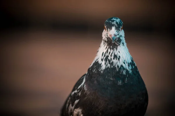 Pigeon Bird Black White — Stock Photo, Image
