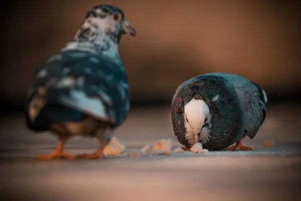 Closeup Shot Pigeon Sitting Wooden Floor — Φωτογραφία Αρχείου