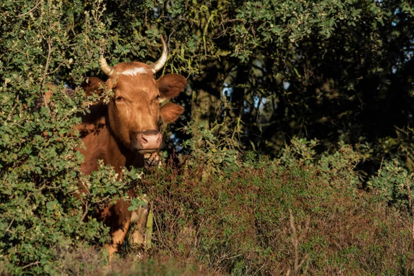 Una Mucca Nel Campo — Foto Stock