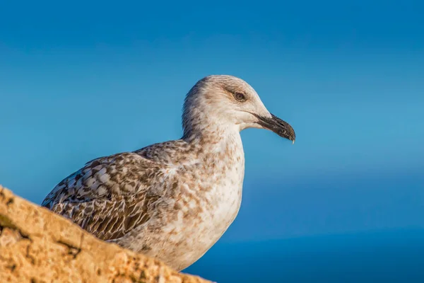 Mouette Sur Plage — Photo