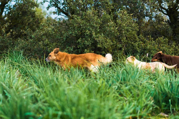 Hund Grünen Gras — Stockfoto