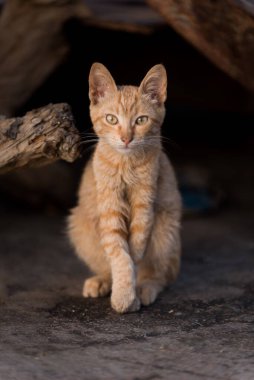 Sokaktaki sevimli kedi.