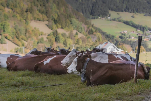 Mucche Pascolo Montagna — Foto Stock