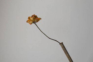 Çiçek, bitki, bitki ve doğa.