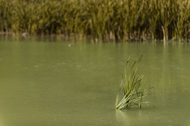 Sudaki yeşil çimenler