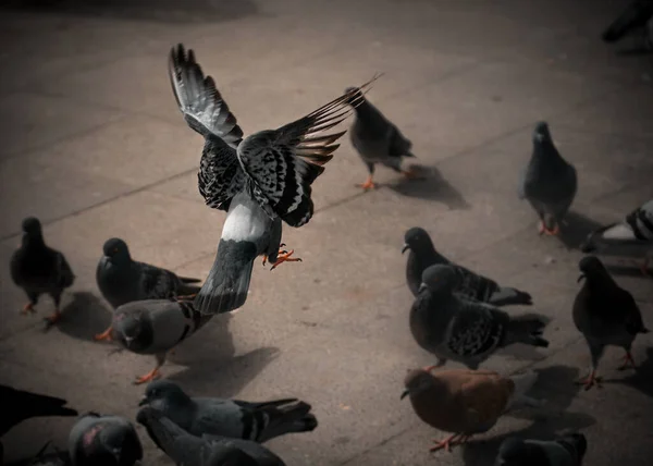 Pigeons Dans Rue — Photo