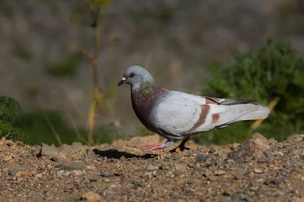 Eine Nahaufnahme Eines Schönen Vogels — Stockfoto