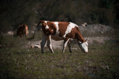 Kırsaldaki bir otlakta otlayan bir inek sürüsü.