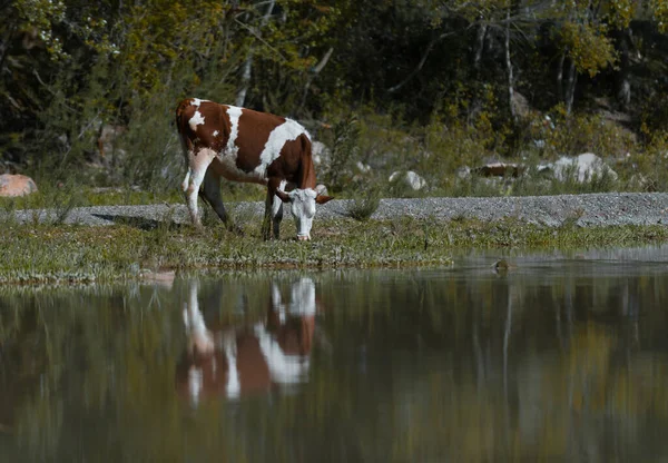 Eine Kuh Auf Dem Feld — Stockfoto