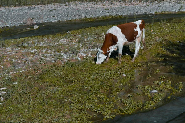 Kuh Auf Dem Feld — Stockfoto