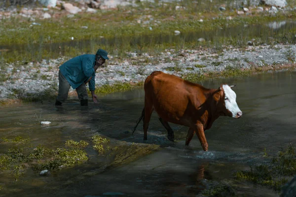 Hombre Campo Vacas — Foto de Stock